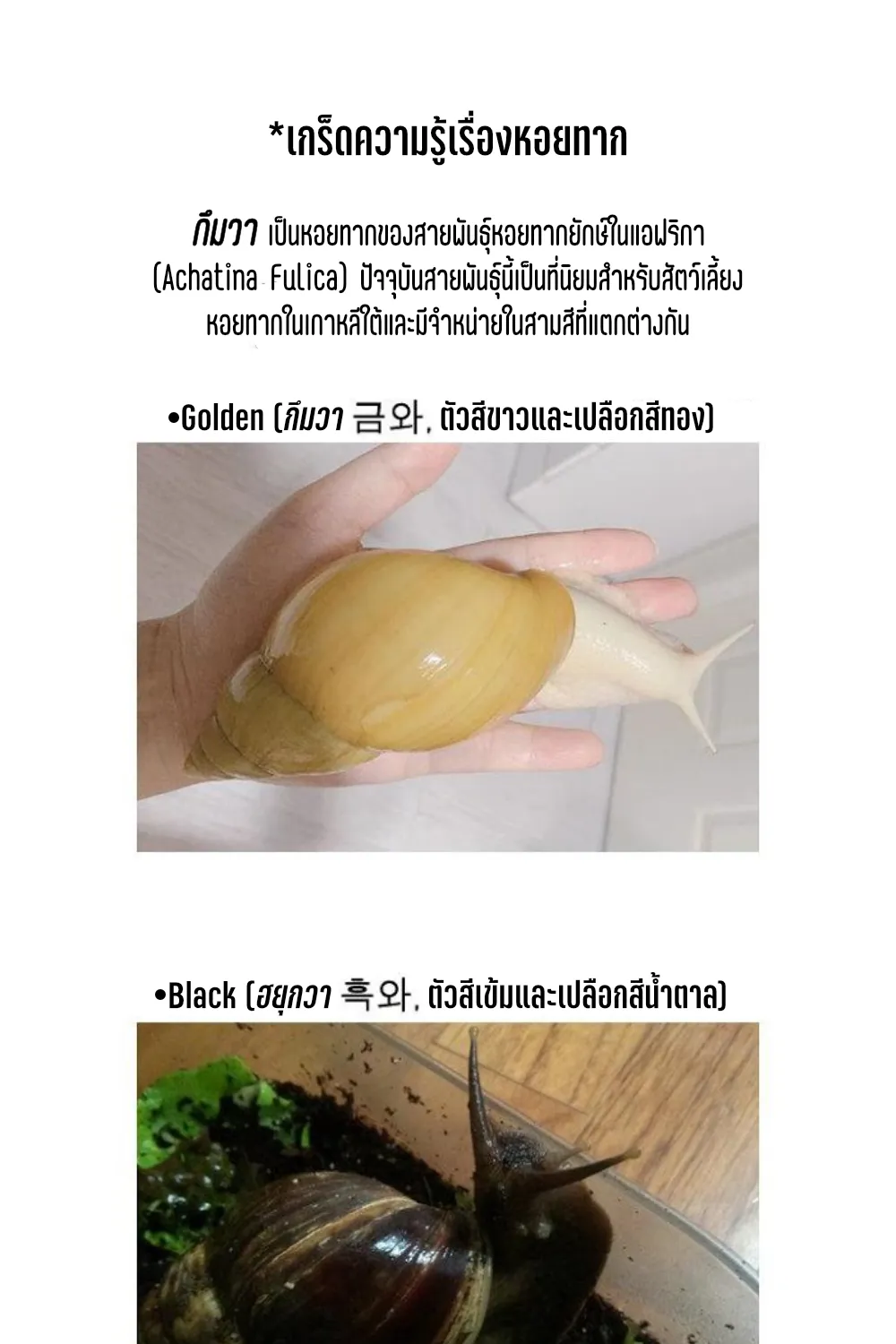 Snail: Conqueror of Earth - หน้า 46